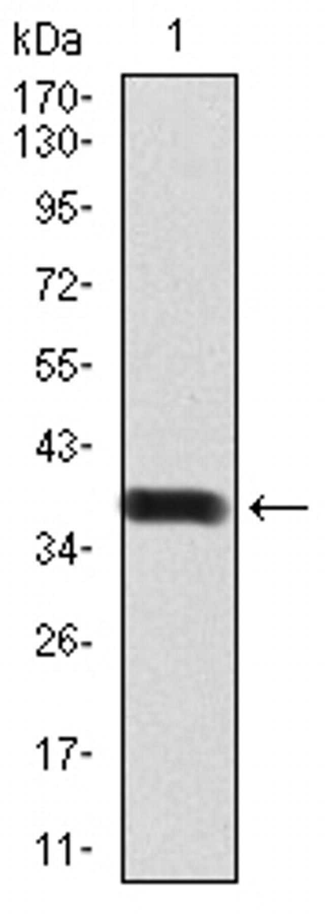 BMP-2 Antibody in Western Blot (WB)