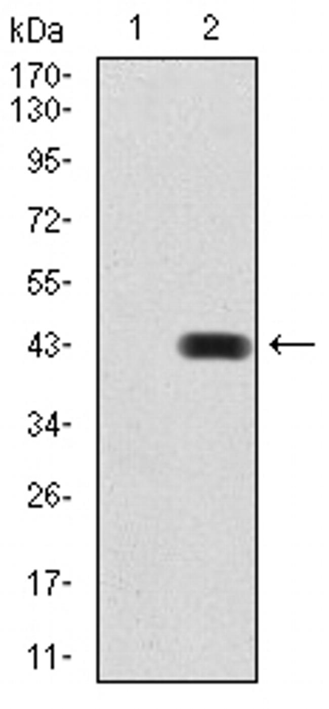 BMP-2 Antibody in Western Blot (WB)