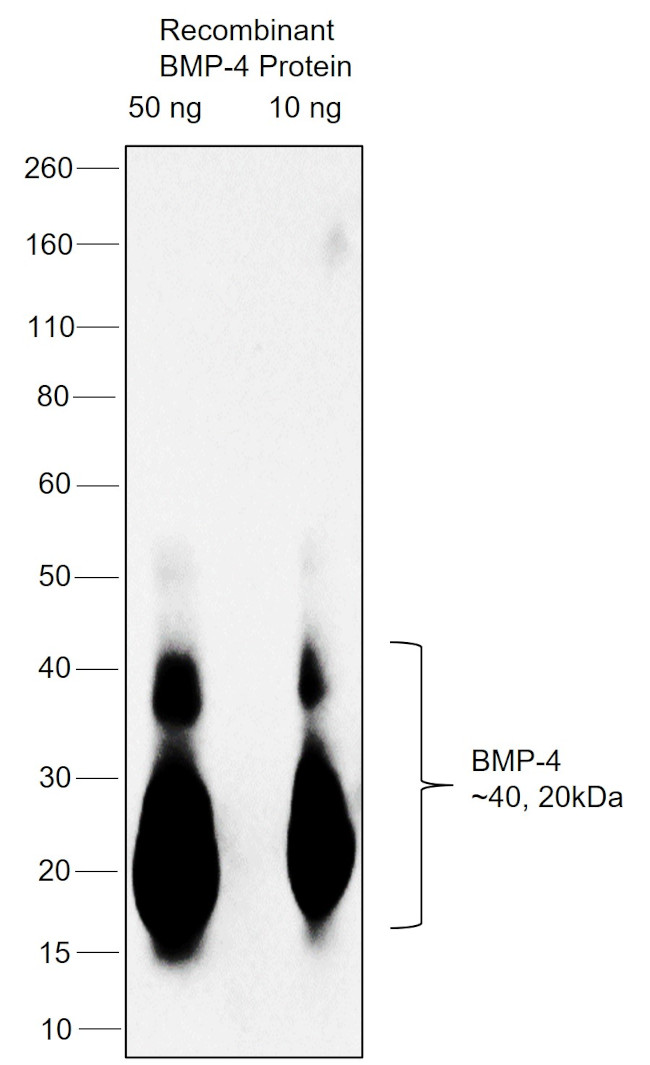 BMP-4 Antibody in Western Blot (WB)