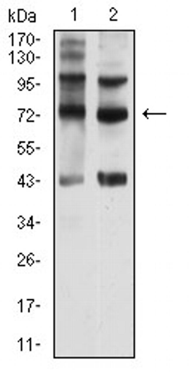 SEMA7A Antibody in Western Blot (WB)