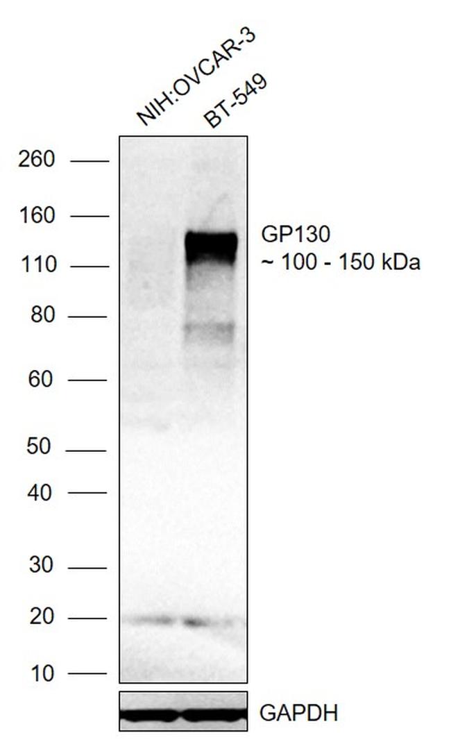 GP130 Antibody in Western Blot (WB)