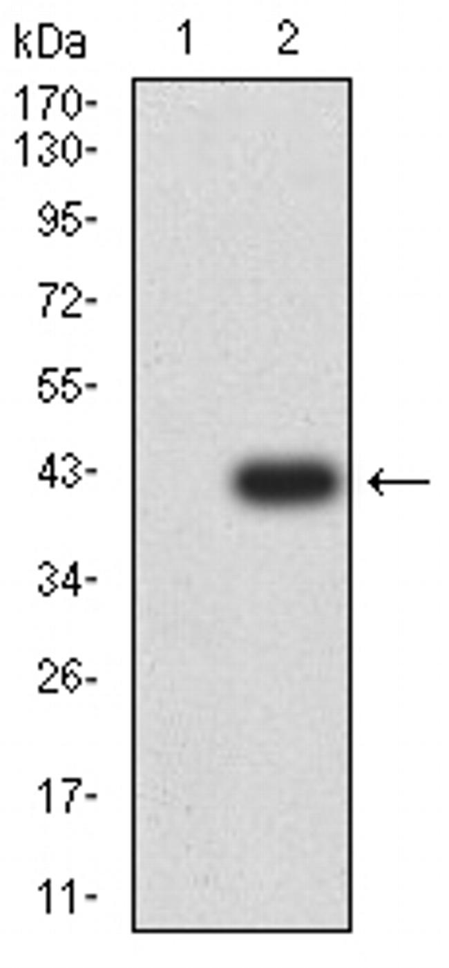 KIR2DL4 Antibody in Western Blot (WB)