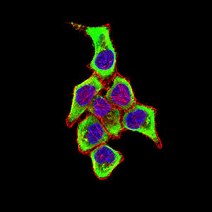 CD169 Antibody in Immunocytochemistry (ICC/IF)