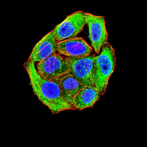 SIRP gamma Antibody in Immunocytochemistry (ICC/IF)