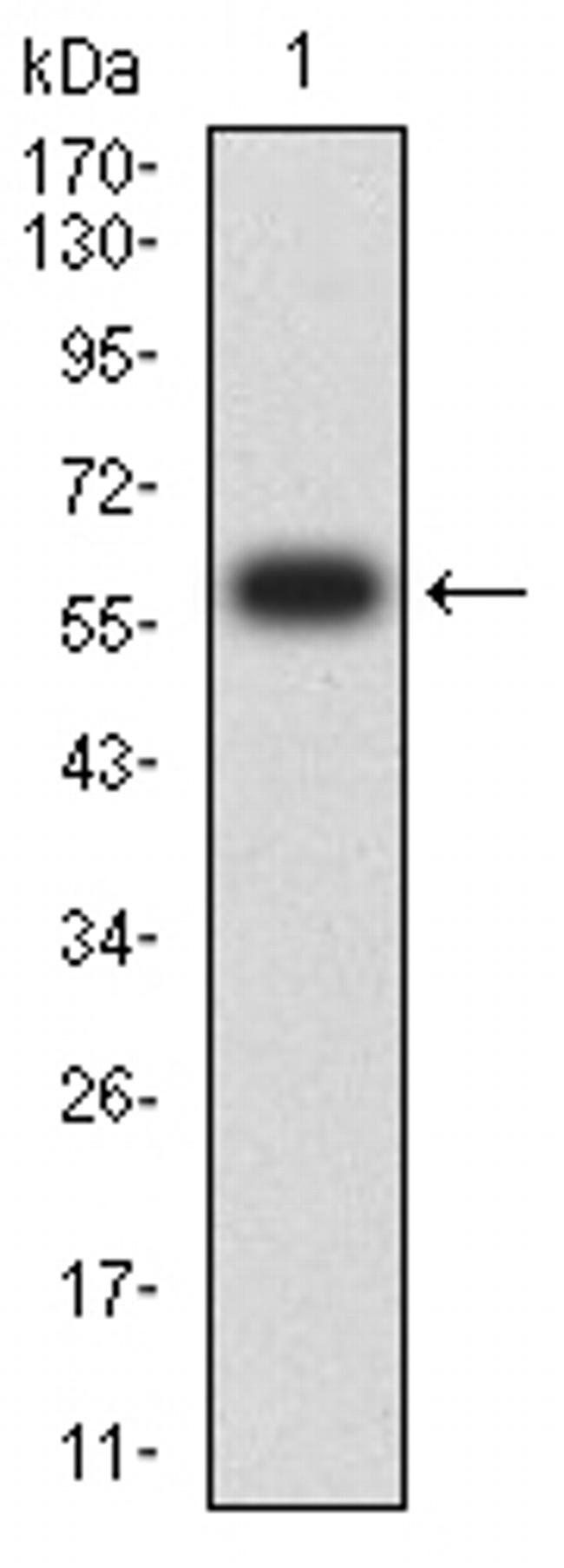 SIRP gamma Antibody in Western Blot (WB)