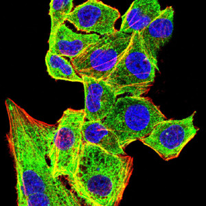 Langerin Antibody in Immunocytochemistry (ICC/IF)