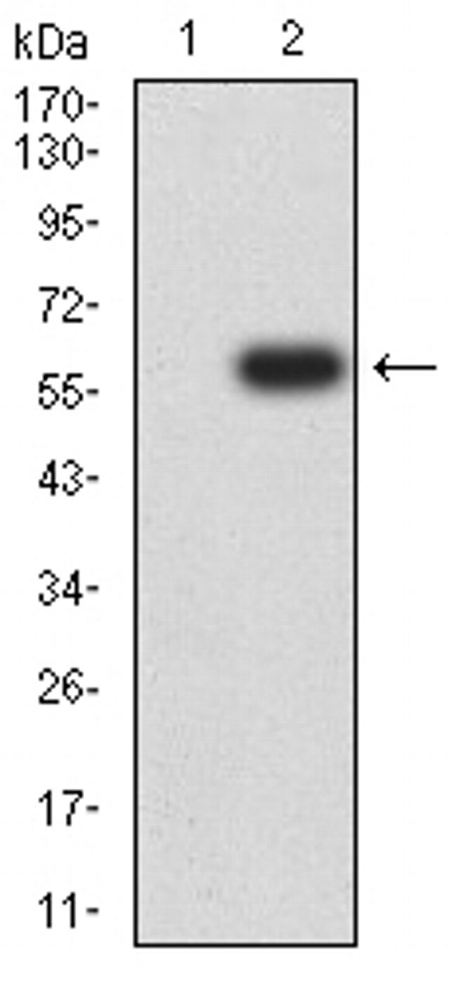 Langerin Antibody in Western Blot (WB)
