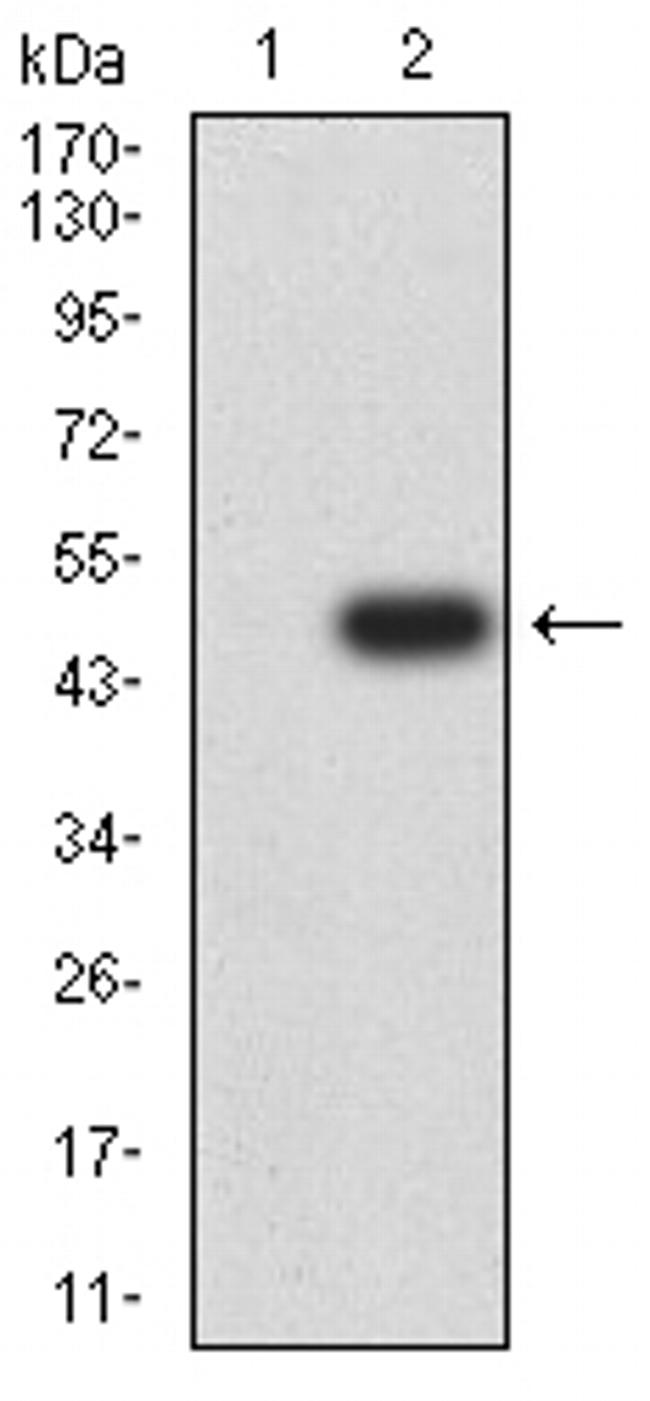 BCAM Antibody in Western Blot (WB)