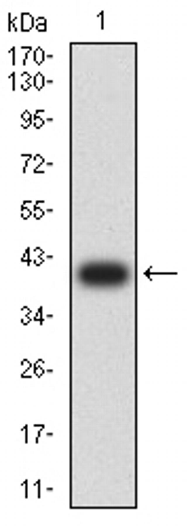 LAIR2 Antibody in Western Blot (WB)