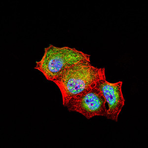 CD307e (FcRL5) Antibody in Immunocytochemistry (ICC/IF)