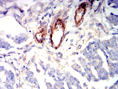 S1P1 Antibody in Immunohistochemistry (Paraffin) (IHC (P))