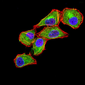 CLEC9A Antibody in Immunocytochemistry (ICC/IF)