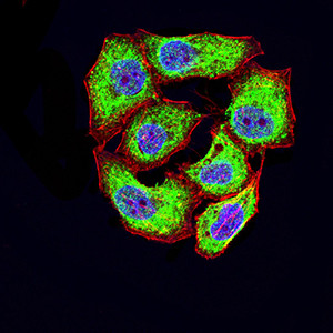 CD46 Antibody in Immunocytochemistry (ICC/IF)