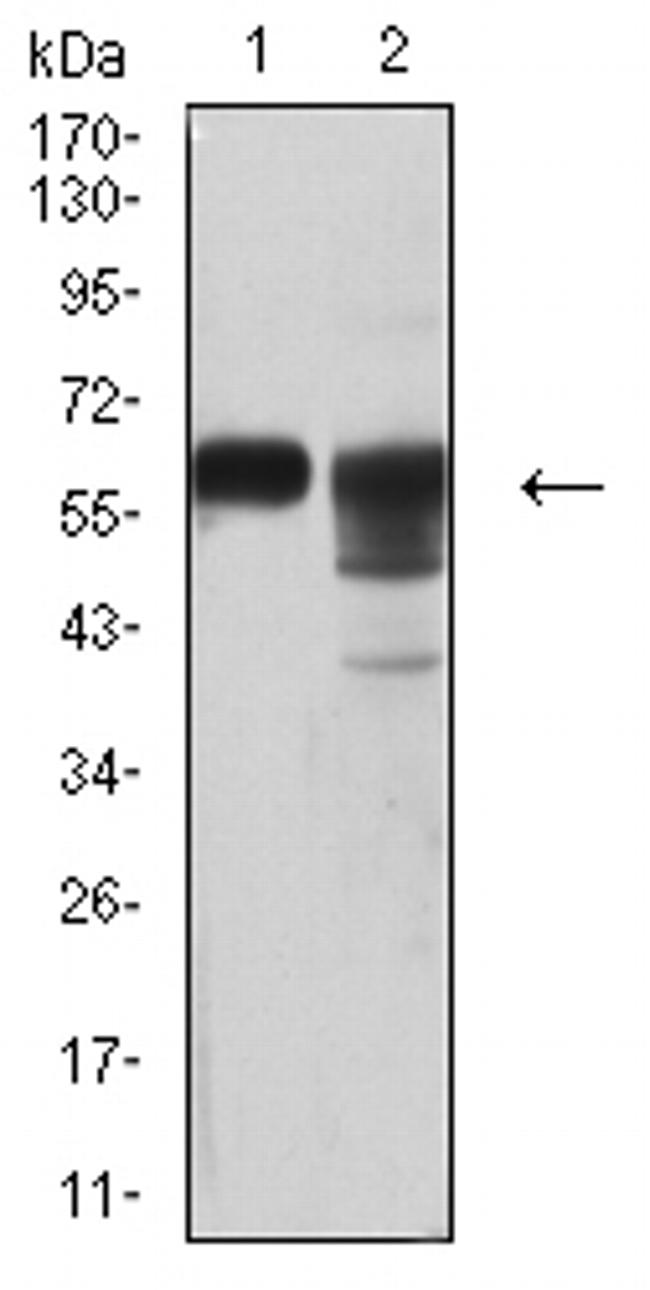 CD46 Antibody in Western Blot (WB)