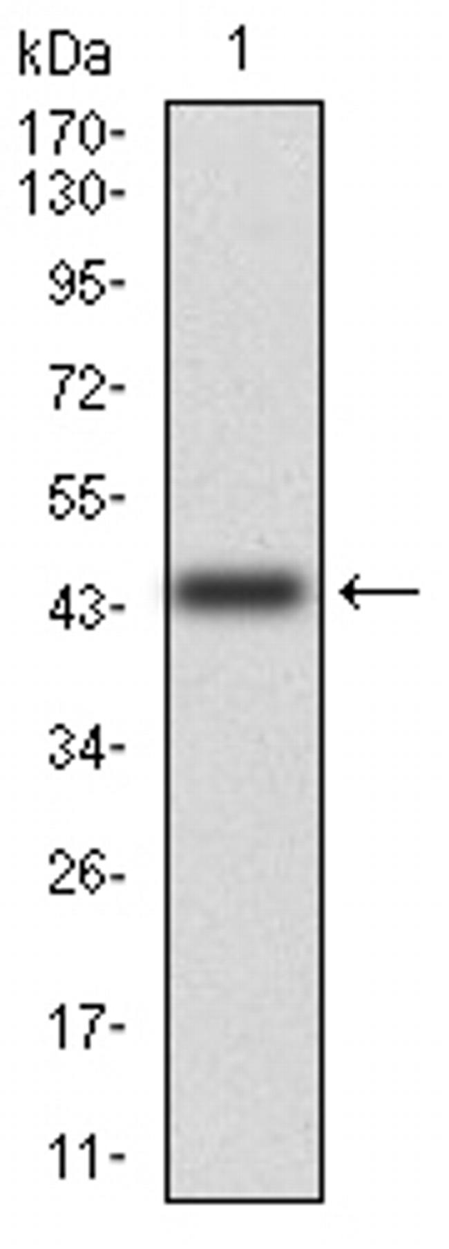 CD6 Antibody in Western Blot (WB)