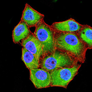 CD99 Antibody in Immunocytochemistry (ICC/IF)