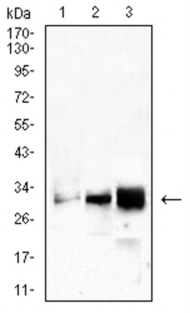 CD99 Antibody in Western Blot (WB)