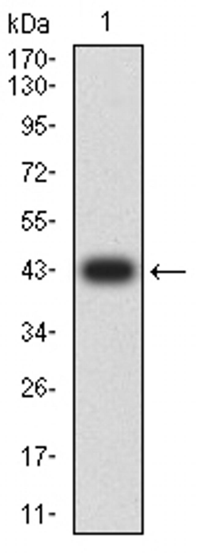 CD99 Antibody in Western Blot (WB)