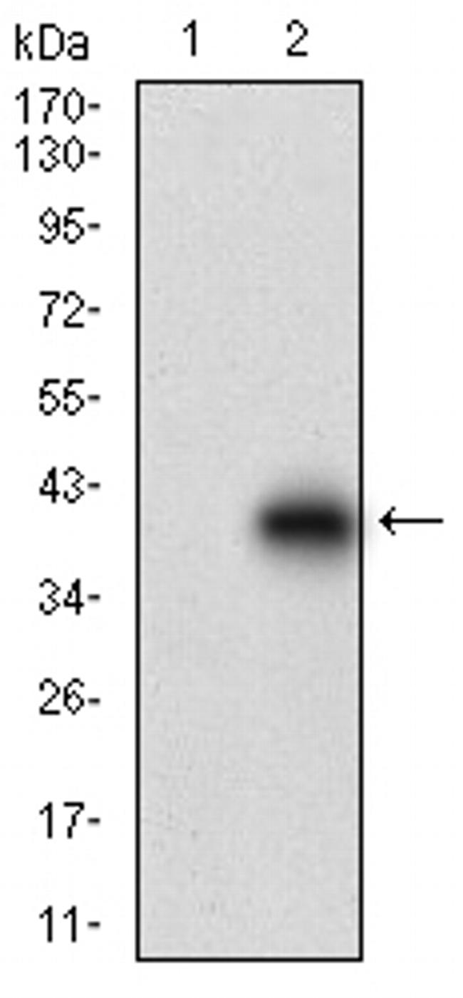 CDH17 Antibody in Western Blot (WB)