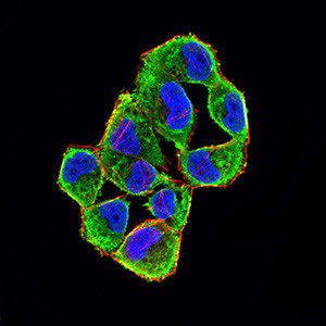 p16INK4a Antibody in Immunocytochemistry (ICC/IF)