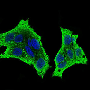 CSF1R Antibody in Immunocytochemistry (ICC/IF)