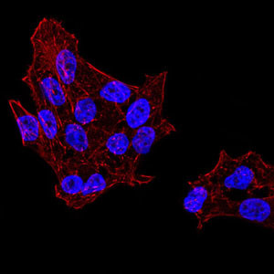 UAP56 Antibody in Immunocytochemistry (ICC/IF)