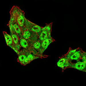 UAP56 Antibody in Immunocytochemistry (ICC/IF)