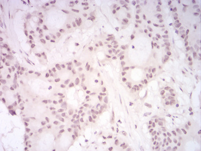 UAP56 Antibody in Immunocytochemistry (ICC/IF)