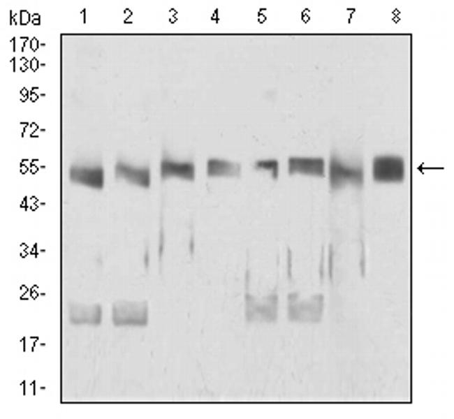 UAP56 Antibody in Western Blot (WB)