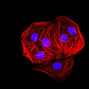 EHMT2 Antibody in Immunocytochemistry (ICC/IF)