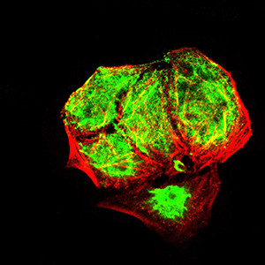 EHMT2 Antibody in Immunocytochemistry (ICC/IF)