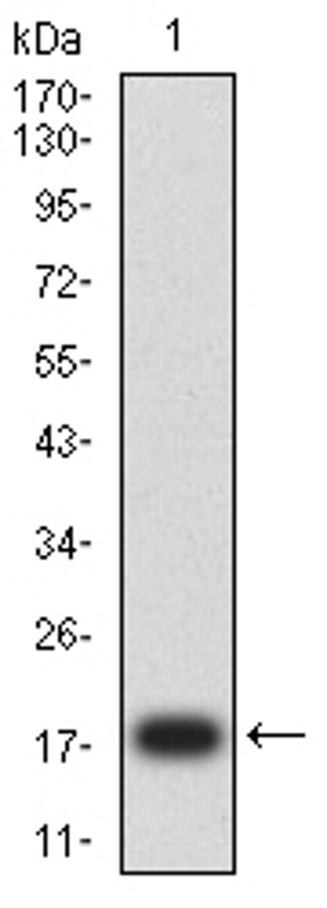 FGF2 Antibody in Western Blot (WB)