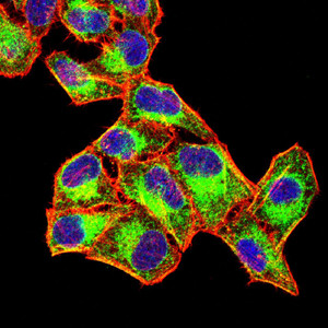 FGL1 Antibody in Immunocytochemistry (ICC/IF)