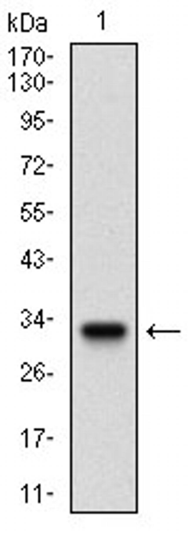 FLT3 Antibody in Western Blot (WB)