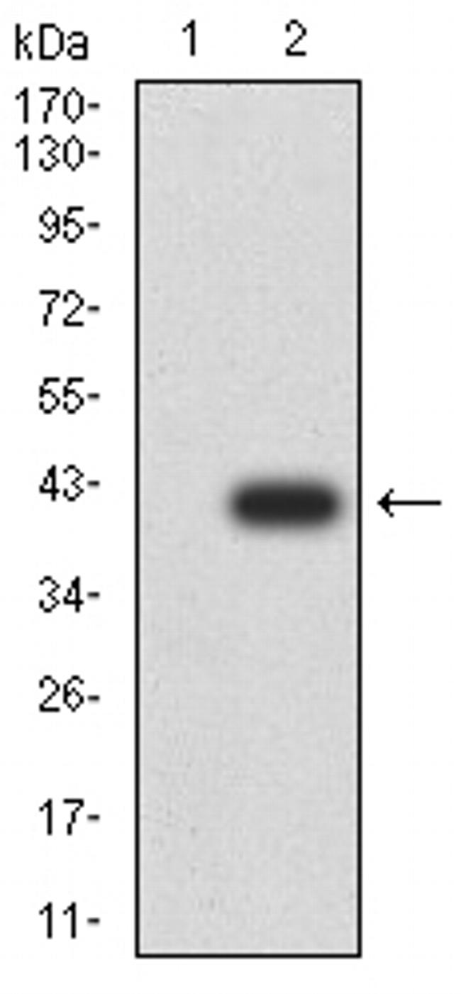 FOXM1 Antibody in Western Blot (WB)