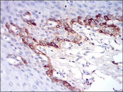 Ferritin Light Chain Antibody in Immunohistochemistry (Paraffin) (IHC (P))