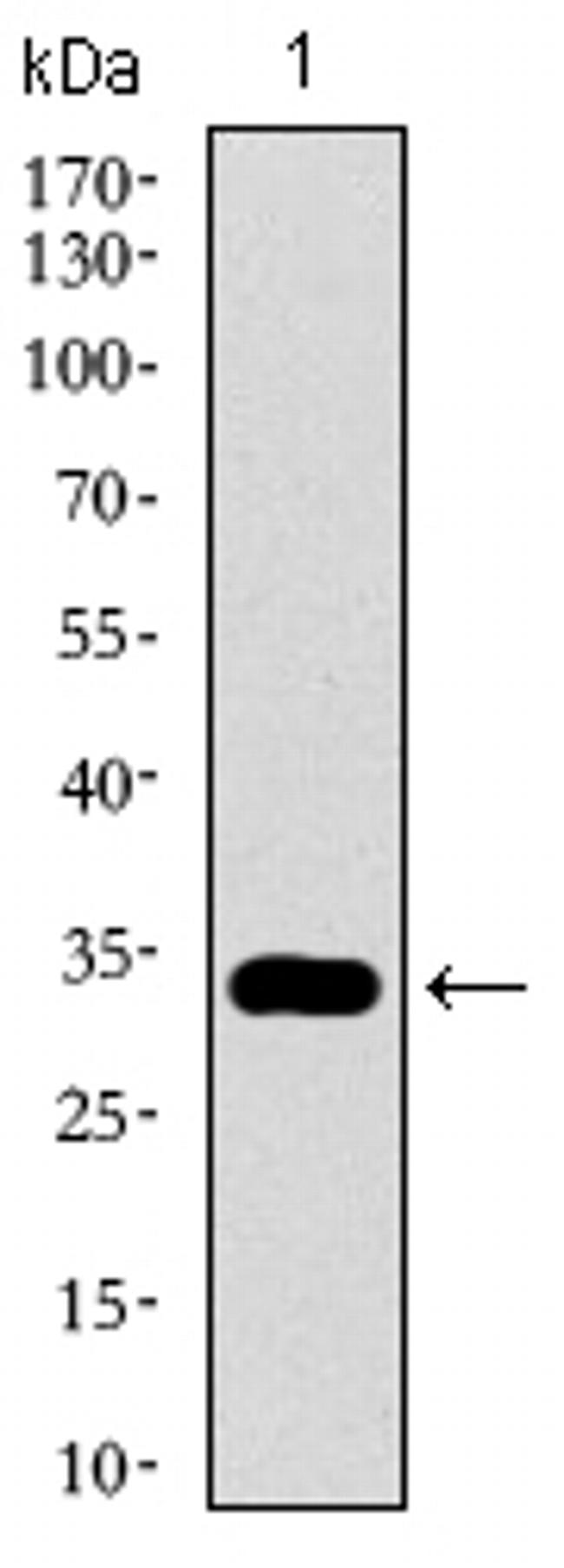 GATA6 Antibody in Western Blot (WB)