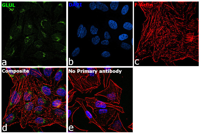 Glutamine Synthetase Antibody in Immunocytochemistry (ICC/IF)