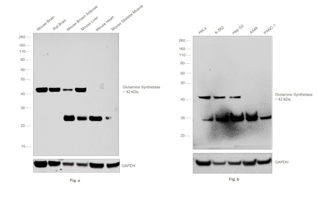 Glutamine Synthetase Antibody in Western Blot (WB)