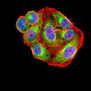 Glutamine Synthetase Antibody in Immunocytochemistry (ICC/IF)