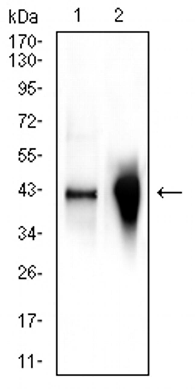 Glutamine Synthetase Antibody in Western Blot (WB)