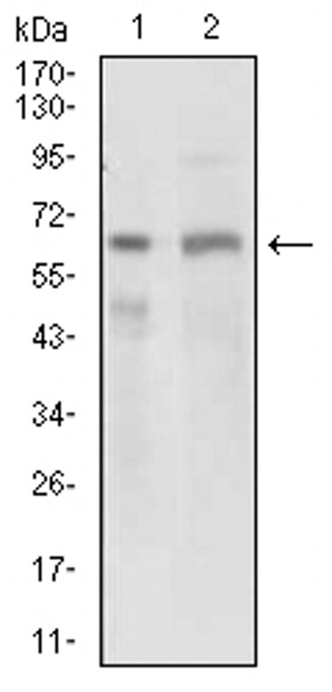 GPNMB Antibody in Western Blot (WB)