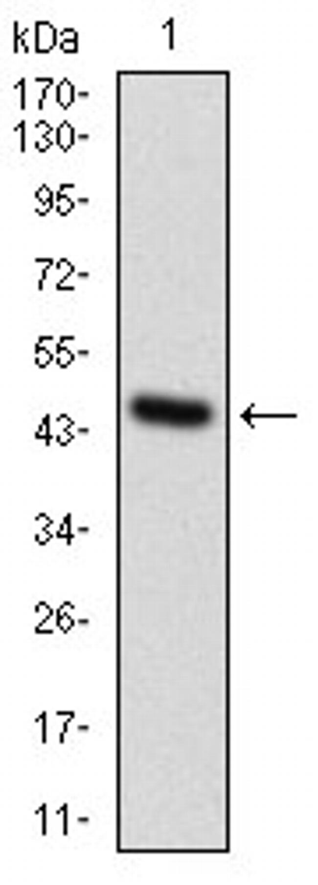 GPNMB Antibody in Western Blot (WB)