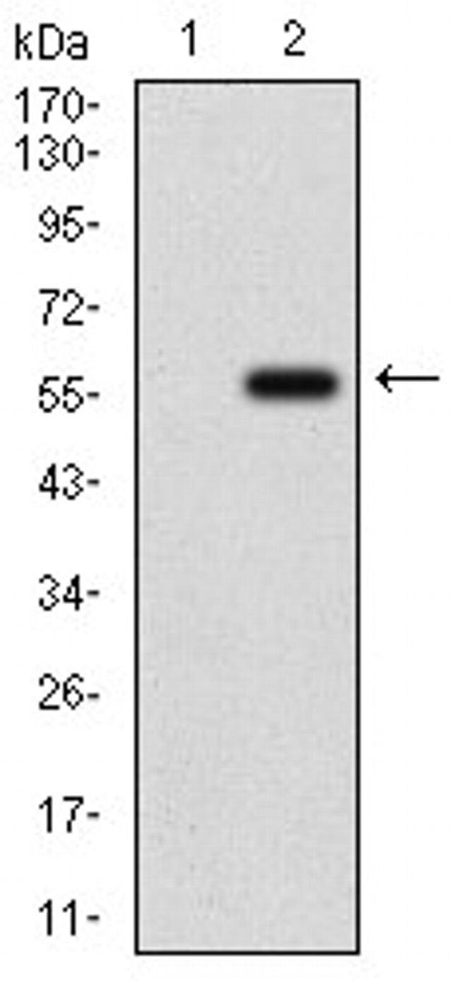 GPNMB Antibody in Western Blot (WB)