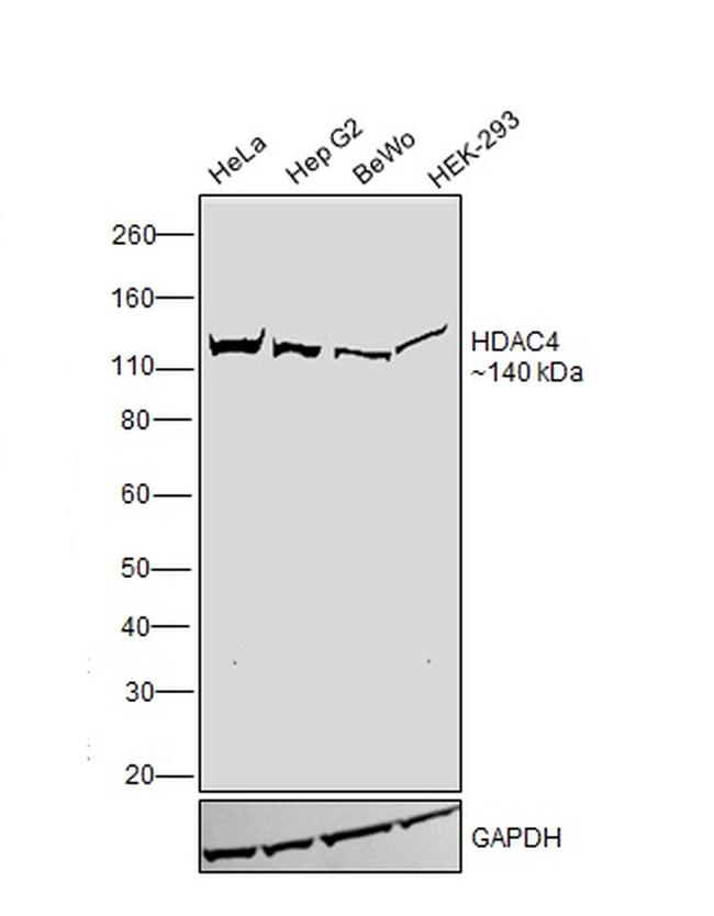 HDAC4 Antibody in Western Blot (WB)