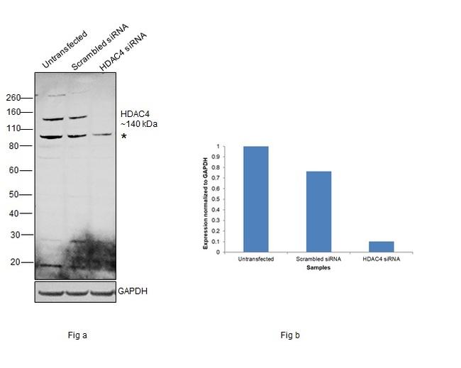 HDAC4 Antibody in Western Blot (WB)