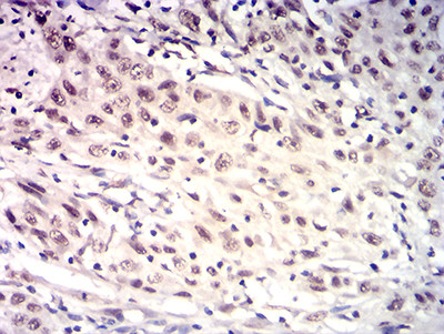 HTRA2 Antibody in Immunohistochemistry (Paraffin) (IHC (P))