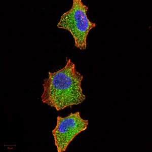 IRAK-M Antibody in Immunocytochemistry (ICC/IF)