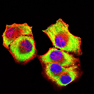 PCAF Antibody in Immunocytochemistry (ICC/IF)