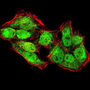 JMJD2A Antibody in Immunocytochemistry (ICC/IF)